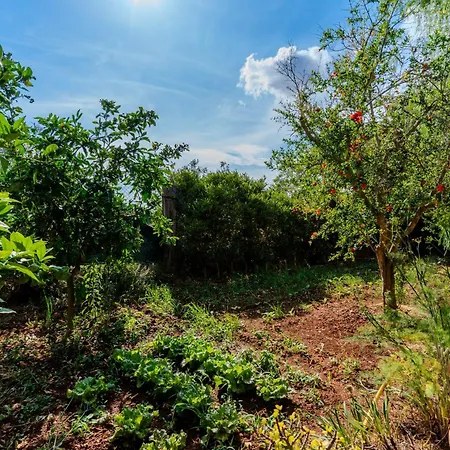 Il Bilo Di Giuseppe 458 トリカーゼ